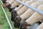 北海道で飼育される「アスパラ羊」（海外の反応）