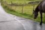 【動画】　え、犬が馬を散歩させている……だと？