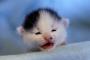 子猫『ﾔﾝﾉｶｧｧｧｧｧｧｧ!!!!!!!!!!!!』