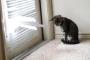 【画像】正直すまんかった 【猫】