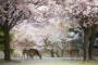 韓国人「日本の美しい桜の写真・・・桜が満開の時期に行って日本の自然と文化を楽しみたい」
