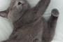 猫『ライダー！』