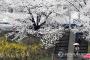 ＜丶｀∀´＞　王桜の起源は韓国　韓日の間で100年以上続く論争をやめ、素直に花を楽しもう