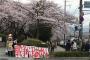 共産党のせいで桜の花見の雰囲気ブチ壊しだと話題に