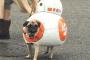 【面白】コスプレの楽しさに目覚めてしまったパグ犬