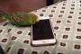 【衝撃】インコが、iPhoneのSiriに話しかけた結果…