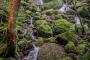 屋久島にある「苔の森」を見た海外の反応（海外の反応）