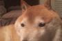 【画像あり】ガイジ犬のその後の姿ｗｗｗｗｗｗｗｗ