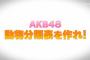 小嶋真・大和田・川本「ゴリラ顔は、後藤萌・篠崎・野澤・湯本・鈴木・島田晴・西野・大家・下口・小笠原」