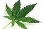 日本人の大麻に対する誤解って凄いよな