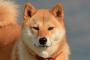 実家で飼っている犬を母がおばあちゃん家へ連れて行った→ある日、犬『ワンワンワン！！！』母「犬がすごい吠えてる！これはおかしい！」→外へ出てみると…