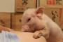 ブタ飼いはじめたけど見る？