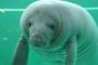 【動画】サーフィンしてたらマナティが挨拶にくる　可愛いくてワロタ