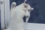 超ノリノリな動物達をご覧ください → 海外「ポールダンスするクマに思わず吹いたｗｗｗｗｗｗｗ」