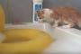 「好奇心は猫を殺す」という言葉の由来が良く分かる映像をご覧くださいｗｗｗｗｗｗｗｗｗ