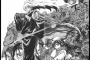 「ぬらりひょんの孫」とかいうジャンプの妖怪大戦漫画面白かったよなｗｗｗｗｗ（画像あり）