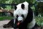 【悲報】中国の動物園が悲惨過ぎる・・・・・・・・