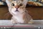 挙動不審に…ホラー映画を見る猫ちゃんのリアクションが最高ww→海外「怯えすぎ、何の映画だったんだろう」