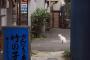 【不思議速報】猫って時々ﾌﾞギューｯ!ってなる時あるじゃん？あれ何なの？