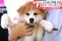 プーチンの愛犬・秋田犬「ゆめ」がかわいすぎるｗｗ元気に成長してモフモフになってるｗｗ（画像）