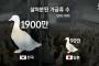 韓国人「鳥インフルエンザ、韓国と日本の対応の差をご覧ください・・・」→「はぁ」「あえて日本と比べて恥ずかしがらなくても大丈夫です」