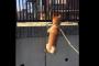 壁をよじ登る日本の柴犬（海外の反応）