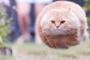 おもしろネコ画像で打線組んだンゴｗｗｗｗ