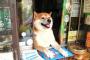 繁華街の柵に子犬が繋がれてた。手を振ると尻尾を振り返してくれたんだが次の瞬間厚化粧BBA「ちょっと！そういう事しないで貰えます！？」
