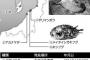 日本海に珍魚続々と…深海魚や外洋性など