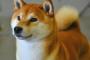 柴犬で表す七つの大罪（海外の反応）