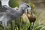 ハシビロコウっていう鳥は狩りに失敗すると近くにいる鳥に！
