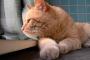 やっぱり猫には「お化け」が見えているのかにゃ？