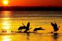 【画像】夕日と鳥って…絵になるな…