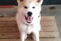 俺んちの犬（秋田）がこんなにかわいいわけがない！