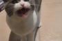 猫「お願い・・・お願い！！」 ミルクを懇願する猫が可愛すぎる
