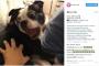 ホラー映画さながらww犬の驚きのリアクションに海外爆笑→海外「笑いすぎて、死にそうだww」