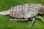 【秘密】驚異的なジャンプ力を持つ昆虫、足に隠し持っているのは…