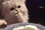 海外「こんな猫の友人が欲しい」 チーズを食べる猫が可愛すぎる