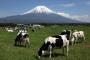 富士山のふもとに広がる牛牧場…ｽﾃｷ