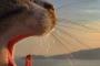 【画像】指を突っ込みたくなるのが猫飼のサガ
