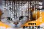 反アベの猫好きが集う肉球新党「悲しい生き物だにゃあネトウヨって」「でんでん安倍は森本ネトウヨ学園と命運を共にしろ」@cat_pad299