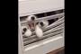 トイレに入っていると子犬達が大量に押し寄せて・・・ → 海外「まるでゾンビの襲撃ｗｗｗｗｗｗ」