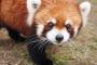 レッサーパンダ、いったい何があったのかｗｗｗｗｗｗ