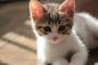 夫が轢いてしまって後遺症が残った猫を引き取ってきた。でも我が家の子達はアレルギーあり。夫が猫じゃなく次女を物置に隔離すると言い出し・・・