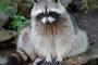 【画像】告白されたアライグマがめっちゃ乙女の顔しててワロタｗｗｗｗ