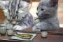 猫『W杯…負けてもそんなに落ち込むなよ…』