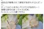 【画像】レタスを長期保存できる“北斗神拳みたいな”裏技が話題にwwwwwww