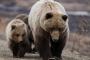 秋田県にありえない大きさのクマが現れる・・・これは敵いませんわｗｗｗｗｗ(※画像あり)