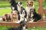 【再掲】 うちの犬は留守番っていうと自分からハウスに篭って寝るぞ