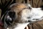 【再掲】 犬に楽しみにしてたバゲット悪戯された・・・　犬でも悪戯ばれたら目をそらすんだな・・・
